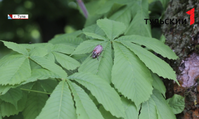 Тулу атаковали майские жуки