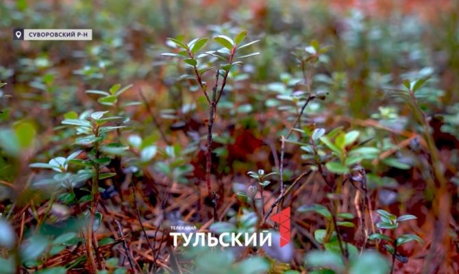 Красная книга под ногами: в лесу под Суворовом обнаружили десятки редких растений