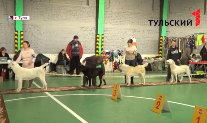 В Туле на кинологической выставке выбрали собак-чемпионов 