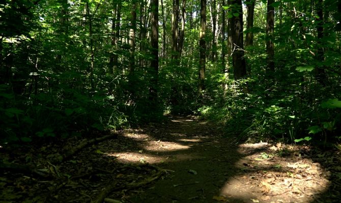 Как вести себя тулякам при встрече с гадюкой в лесу