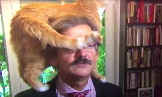 Кот польского историка затмил хозяина во время интервью