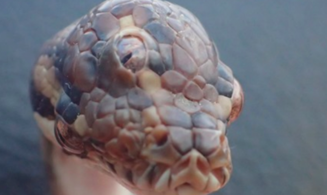 Трехглазый питон попал на фотокамеру