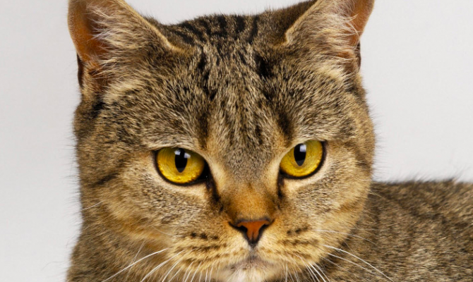 Кота из России не пустили во Францию