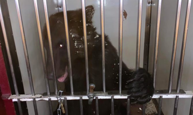 6 бурых медвежат столкнулись с проблемами в российском аэропорту