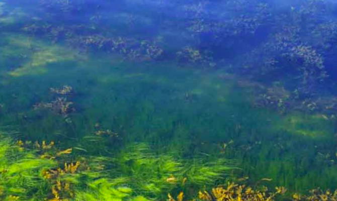 Ученые нашли новый способ спасти планету