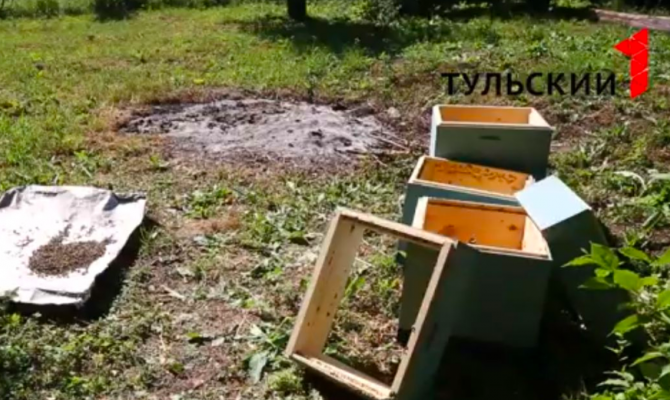 Массовая гибель пчел: кто виноват
