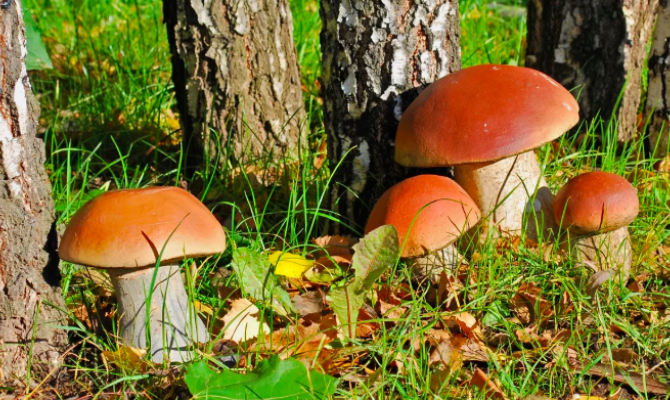 Грибы помогают предотвратить опасную болезнь