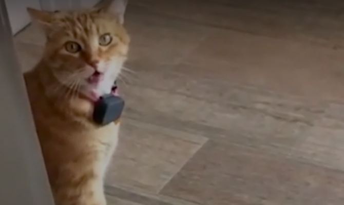 Пользователей соцсетей покорил говорящий кот