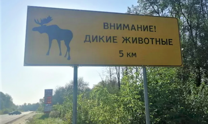 Туляков предупредили о возможном выходе на дорогу диких животных