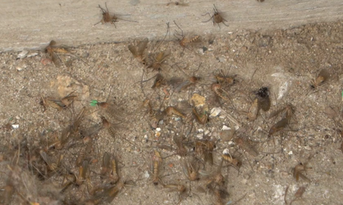 Глава Роспотребнадзора заявила о 47 новых вирусах у комаров