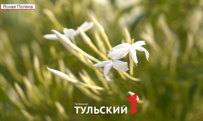 Как в тропическом лесу: в разгар зимы в Ясной Поляне зацвел королевский жасмин