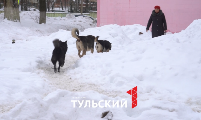 Укусы еще не зажили: жительница Алексина рассказала о нападении стаи собак