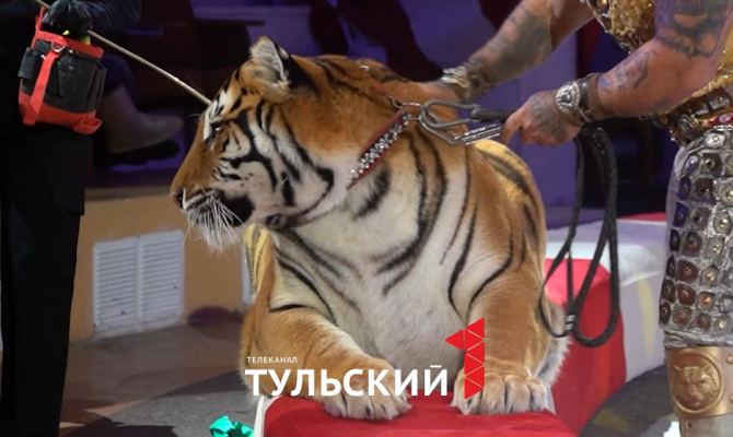 Яркие ара, тигры и индийский слон: в Тульском цирке прошел предпоказ новой программы