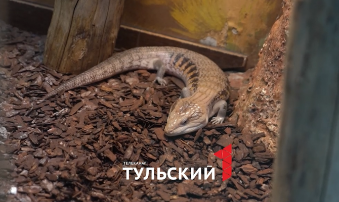 В Тульском экзотариуме появились на свет африканские хищные рептилии