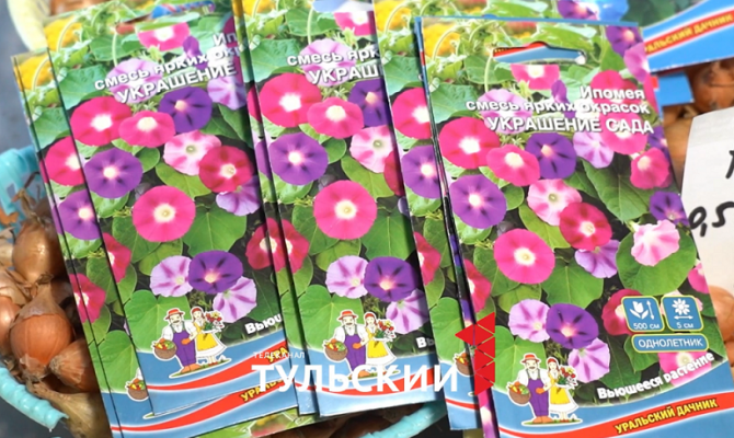 Дачный цветок признали наркотиком: что не так с ипомеей трехцветной