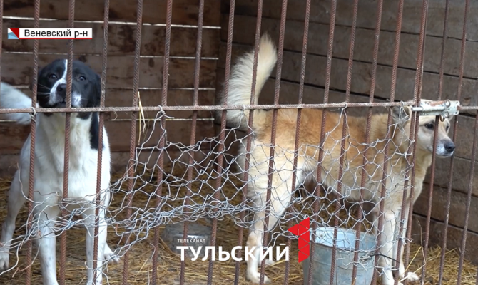 Осталось 12 из 150: как живут дворняги в «собачьем концлагере» под Веневом