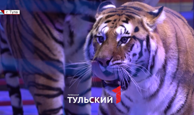 Дикие хищники и опасные трюки: в Туле для семей участников СВО устроили цирковое шоу