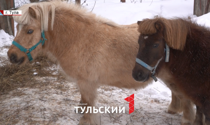 От шетлендских пони до канадских казарок: как животные Тульского зооуголка готовятся к весне