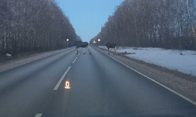 В Ясногорском районе на дороге заметили лосей