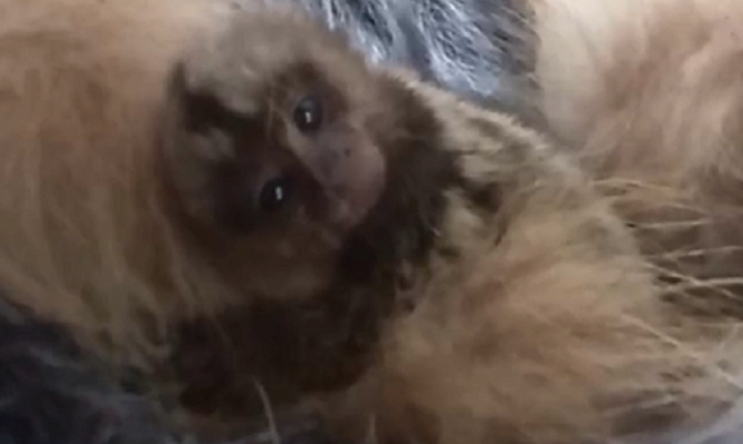 Сотрудники Тульского экзотариума выхаживают детёныша белоухой игрунки