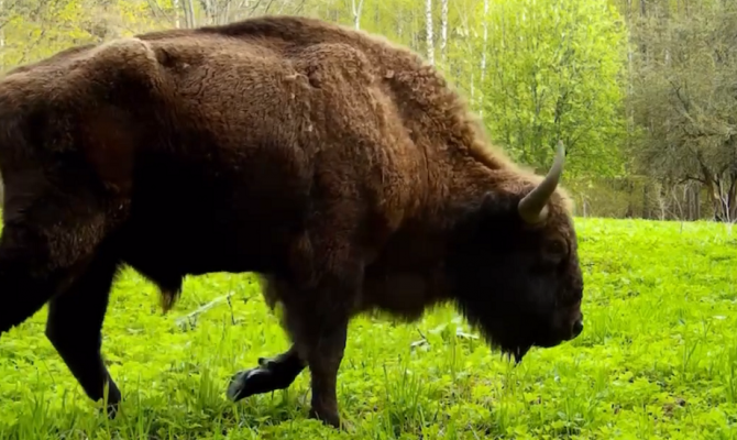 На границе Тульской и Калужской областей заметили зубра