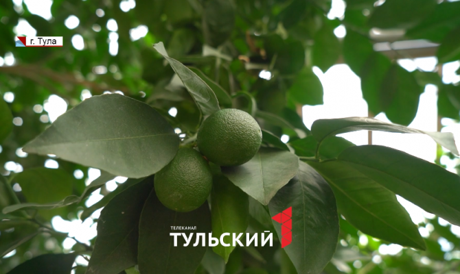 В Туле научились выращивать кофе и инжир