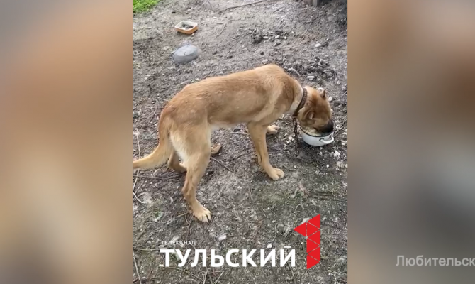 Под Тулой собаки с февраля сидели на привязи без еды