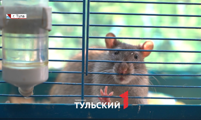 От лабораторий до кухни для животных: туляки могут увидеть «изнанку» Экзотариума