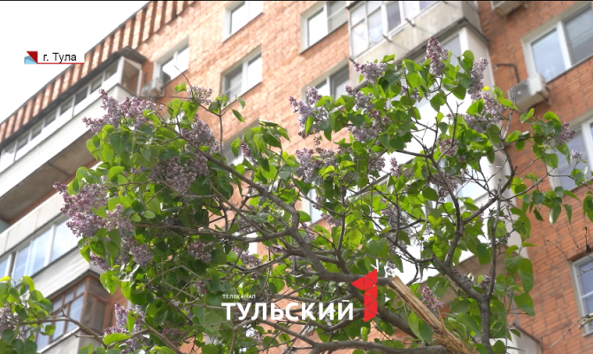 Тулякам грозит до 800 тысяч рублей штрафа за сорванную сирень