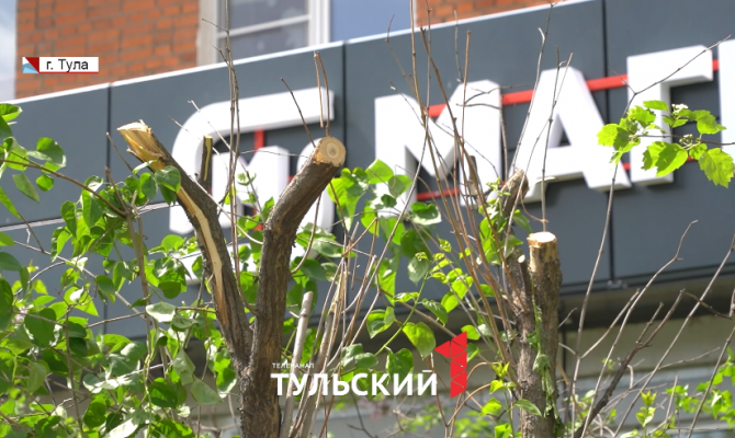 В центре Тулы изуродовали 20-летнюю сирень