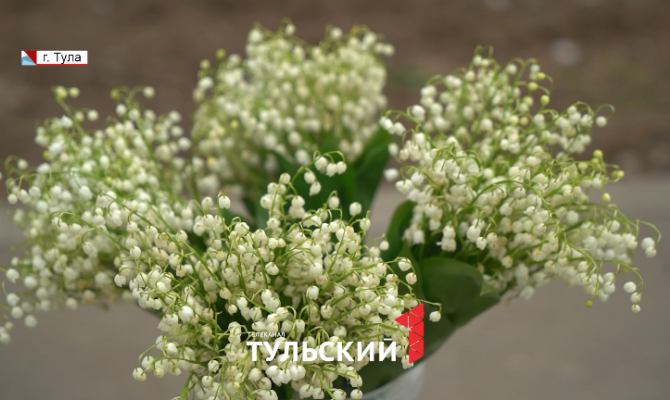 В Туле развеяли миф о краснокнижных серебристых ландышах