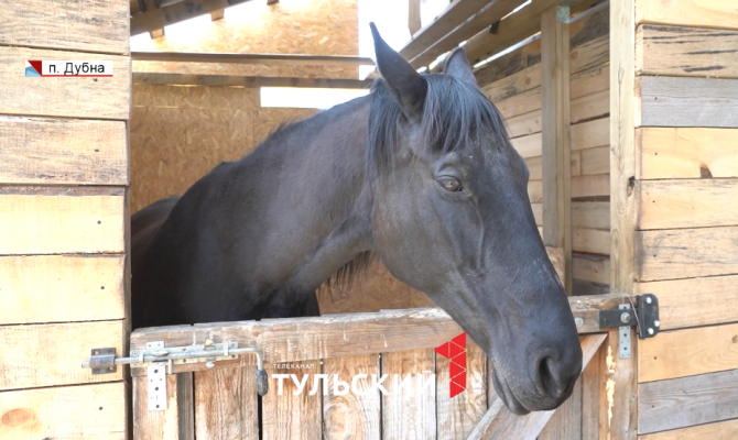 В Тульской области начали возрождать редкую породу лошадей
