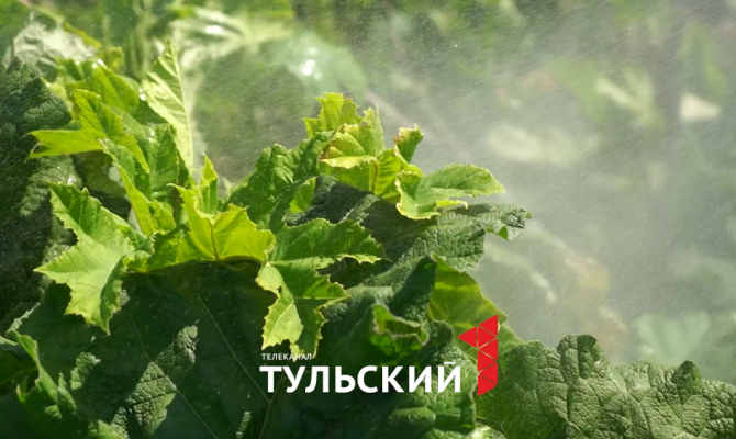 Озвучены способы борьбы с борщевиком в Тульской области в 2024 году