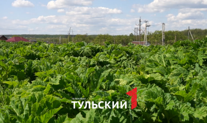 Тульский врач рассказал об отложенной опасности борщевика