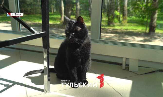 Туляки обвиняют ветклинику на Болдина в травмировании животных
