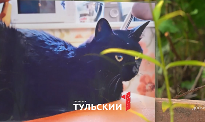 Суд вынес решение по делу о жестоком убийстве кота в Туле