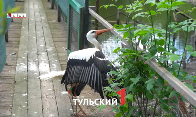 Жизнь зооуголка в Центральном парке: что не показывают тулякам