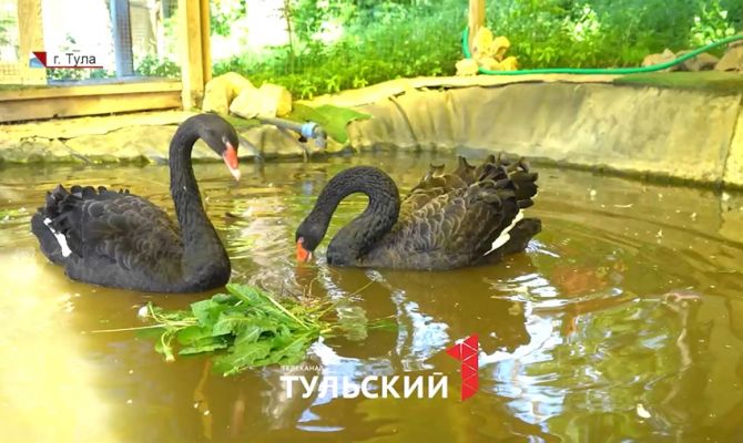 В Центральном парке Тулы временно закрыли зооуголок