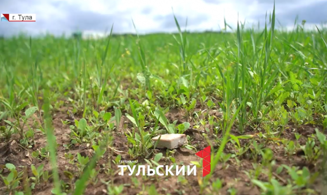 Диких лисиц в Тульской области начали вакцинировать от бешенства