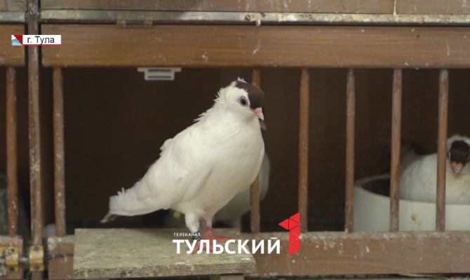 Тульский голубевод рассказал, почему птицы возвращаются домой