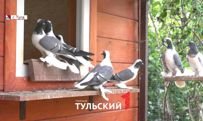 Тулякам грозит штраф до 5 тысяч рублей за кормление голубей у дома