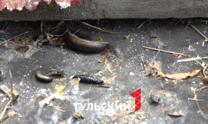 Туляков атаковали испанские слизни