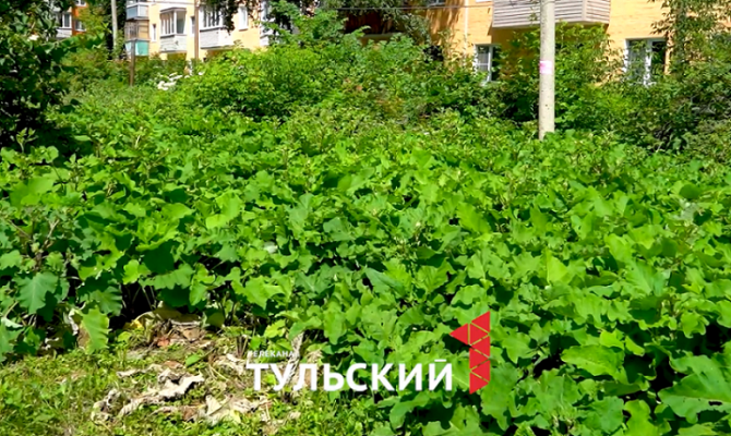 В центре Тулы обнаружен заросший лопухами двор