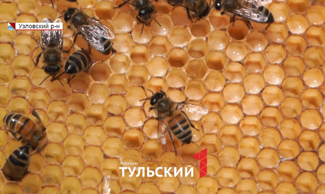 В Тульской области посчитали количество пчелиных семей