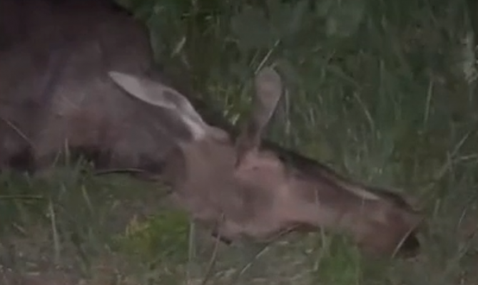 На дороге под Алексином сбили лося