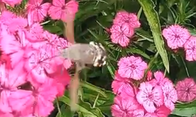 В Куликовом поле на видео сняли «колибри»