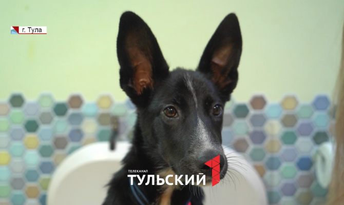 В Туле собаку в жару выкинули в мусорный бак