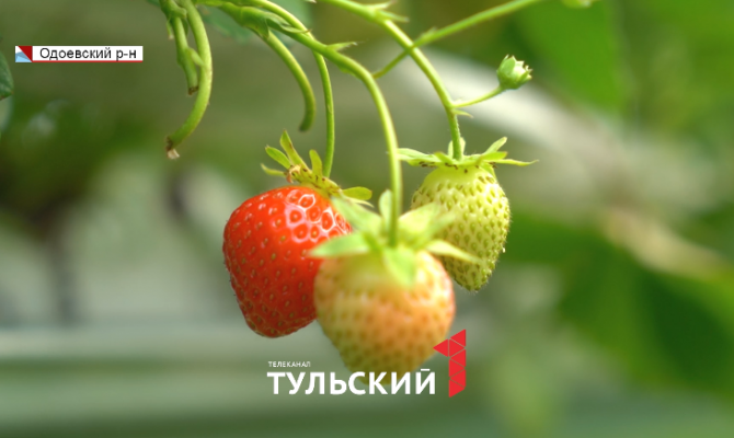 Почему нельзя стричь траву рядом с клубникой: лайфхак от фермеров