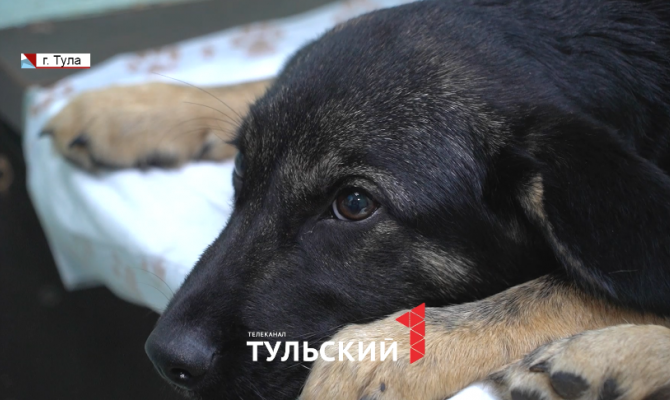 Тулячка спасала щенка с перебитым позвоночником
