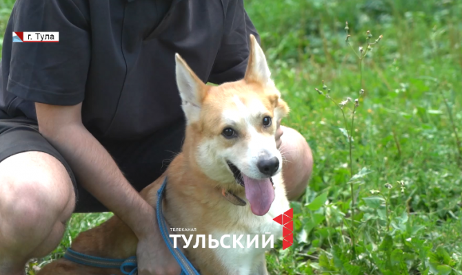 В Туле под видом корги продают дворняг